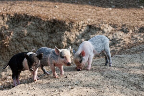 agriturismo-con-animali3