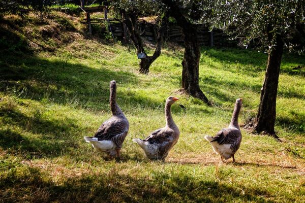 agriturismo-con-animali4-nel chianti