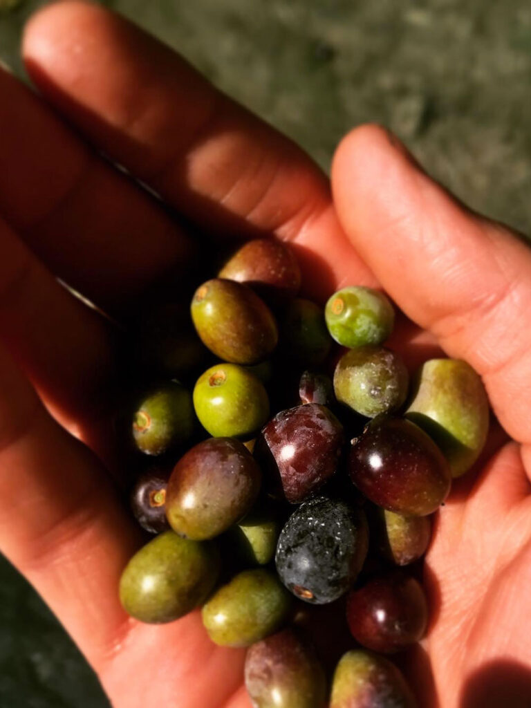 olio-novo-montalbino2
