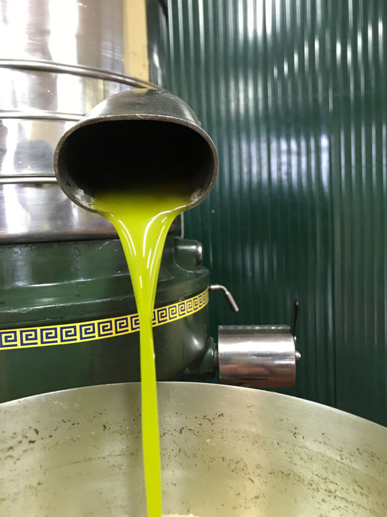 olio-novo-montalbino6