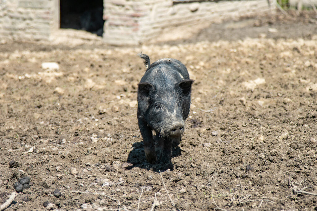 fattoria-per-bambini-agriturismo-montalbino-lombricaia-montespertoli5