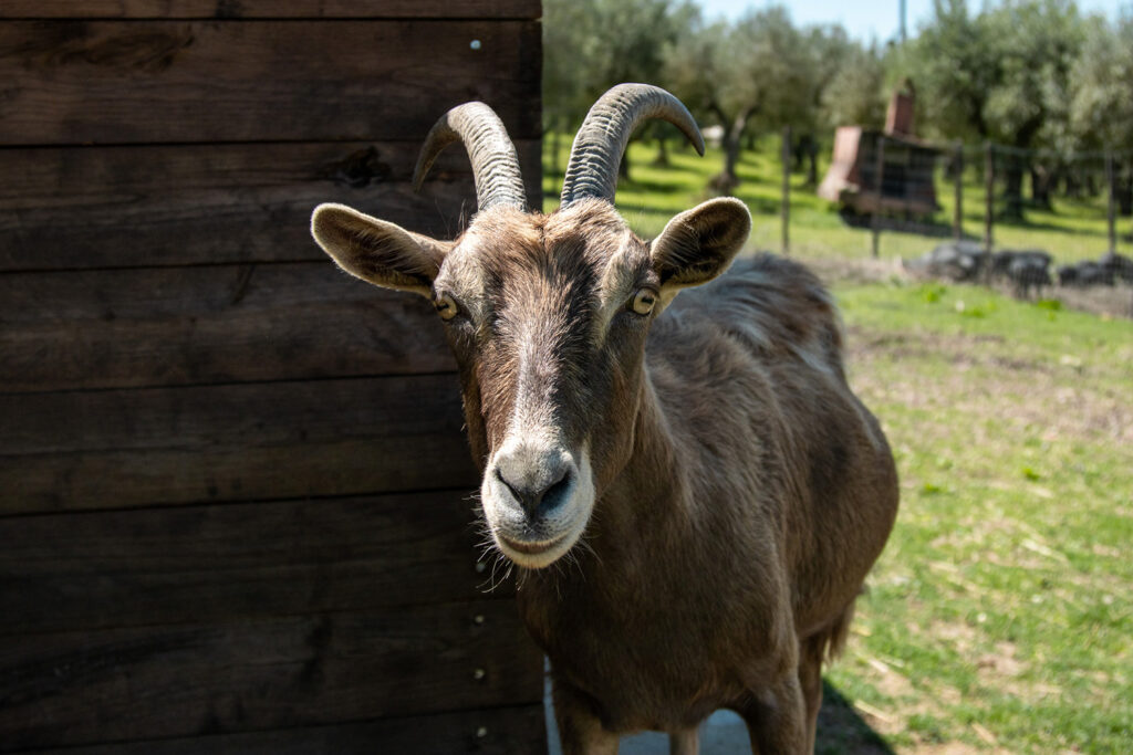 fattoria-per-bambini-agriturismo-montalbino-lombricaia-montespertoli6